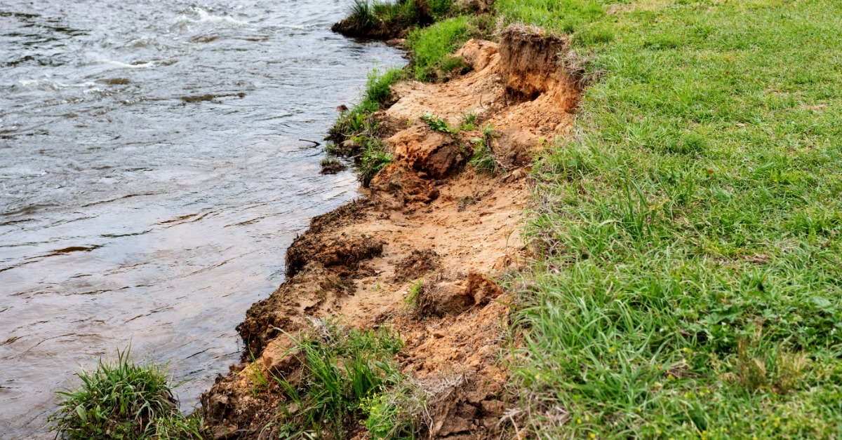 A river erodes a grassy bank, exposing a jagged strip of tan soil where the current cuts into the shoreline. A river erodes a grassy bank, exposing a jagged strip of tan soil where the current cuts into the shoreline.