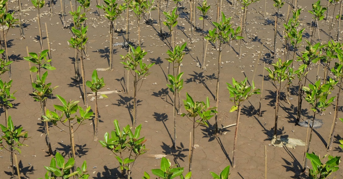 Rows of young mangrove trees rise from a muddy tidal flat, casting sharp shadows across the wet sediment. Rows of young mangrove trees rise from a muddy tidal flat, casting sharp shadows across the wet sediment.