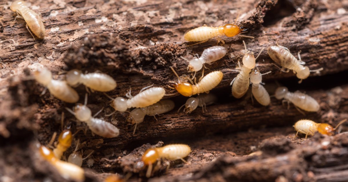 A close-up of a piece of damaged wood with grooves in it. There are several termites crawling over the wood.