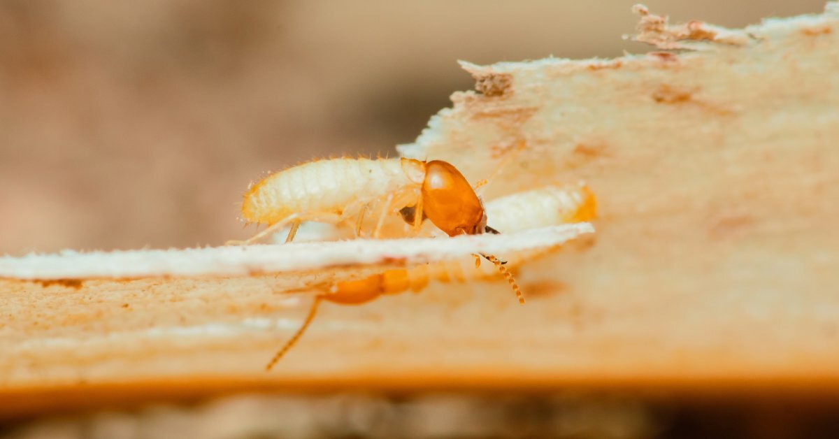 A close-up of a single termite on a piece of wood. The wood is damaged as the termite continues to eat.