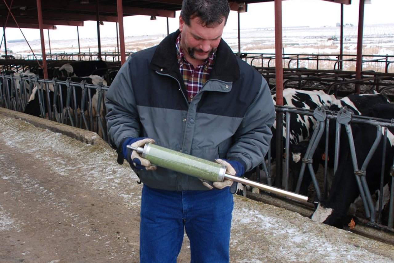 Why Regular Hay Sampling Ensures Livestock Health
