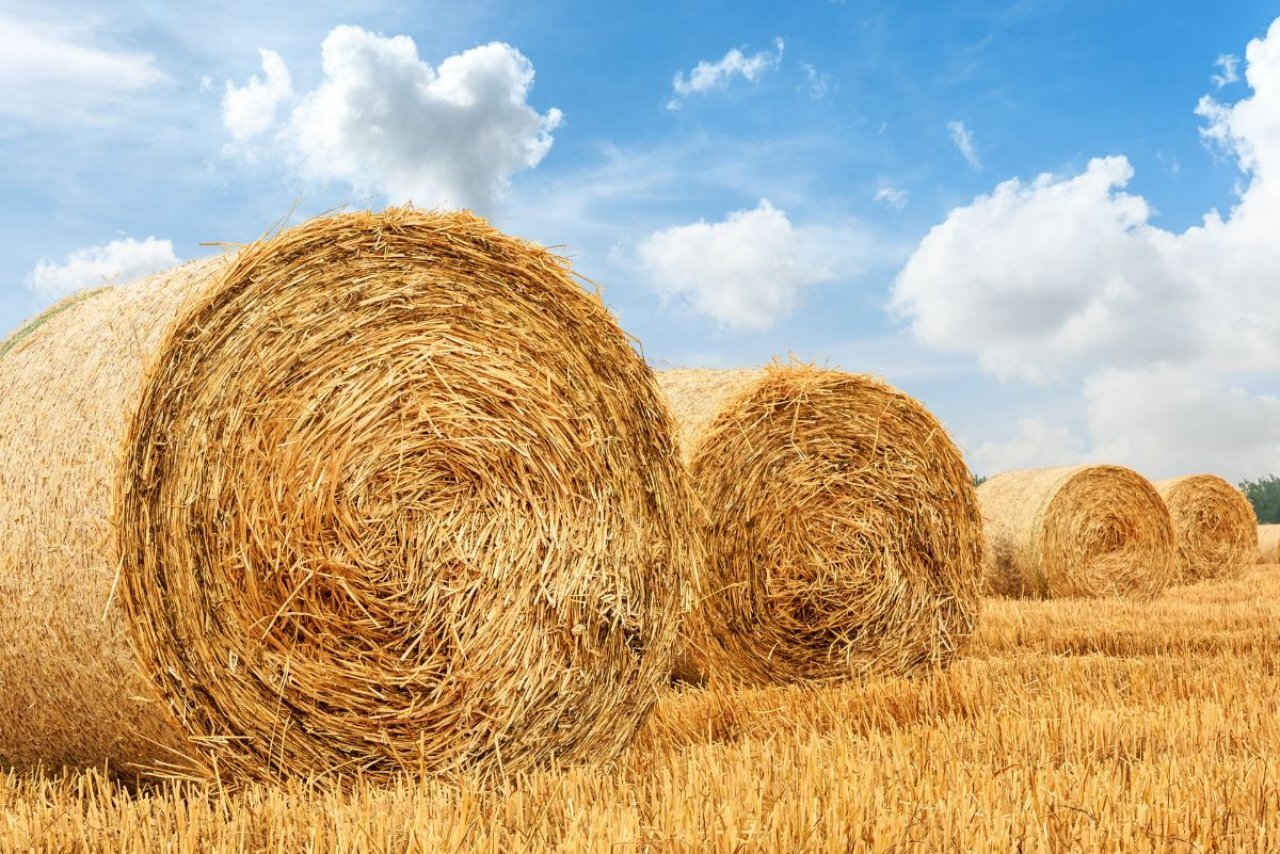 Why Regular Hay Sampling Ensures Livestock Health