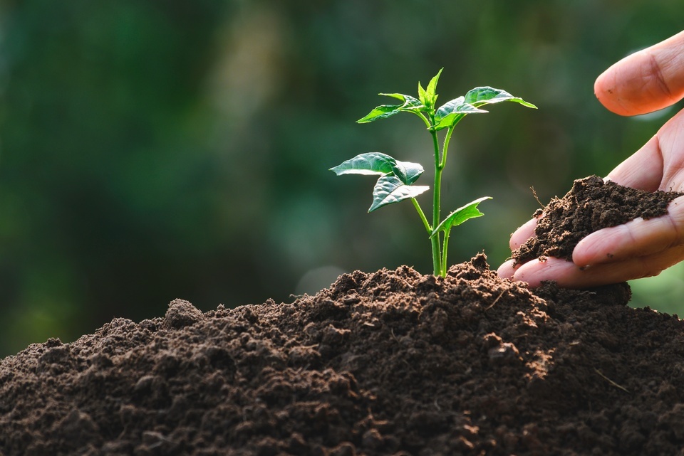 Close-up on a hand holding a small handful of soil next to a plant sprouting out of fresh dirt.
