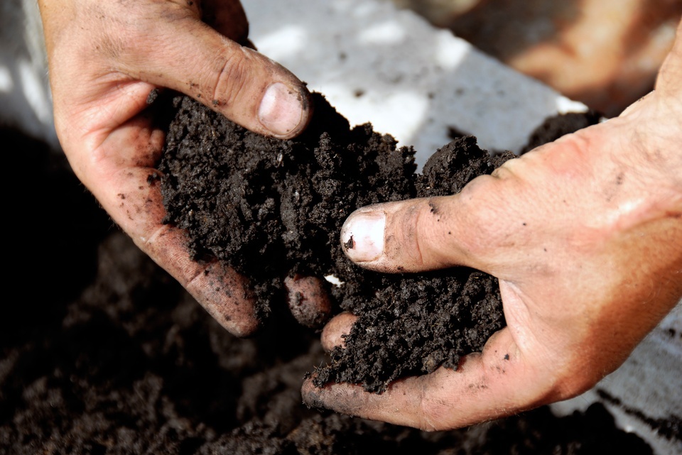 A pair of large, callused hands breaking apart and examining wet soil above a freshly turned plot of dirt.