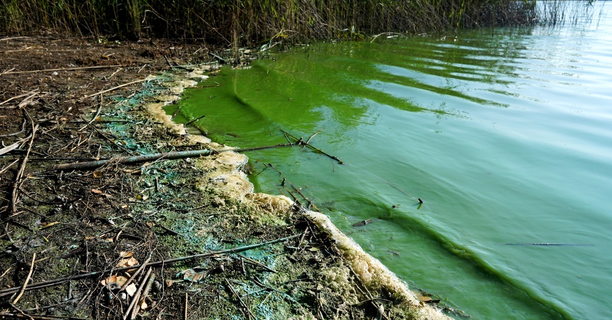 Green water flows past debris and a seafoam trail, bordered by tall, marsh-like plants in the background.