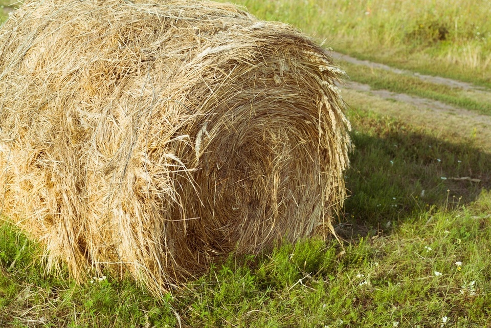 A large, round hay bale sitting on green grass. There is a dirt pathway and small white flowers visible in the grass.