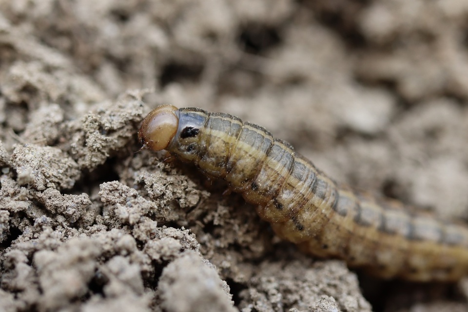 A bronze cutworm crawls across dry soil, showing its ribbed texture, dark spiracle, and visible dorsal striping.