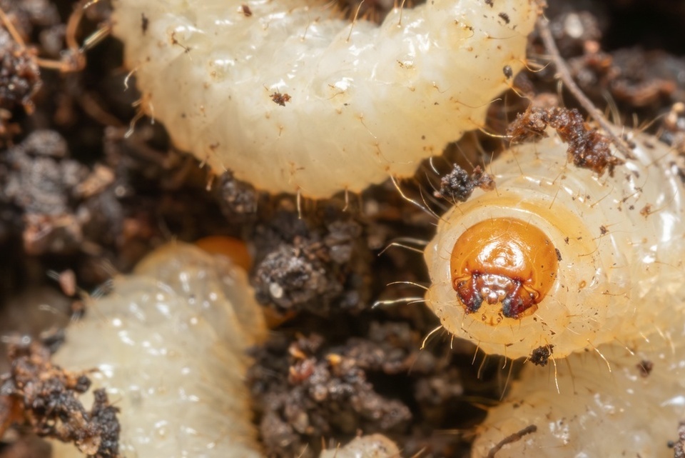 Three C-shaped vine weevil larvae rest on moist soil, their cream-colored bodies and brown heads clearly visible.
