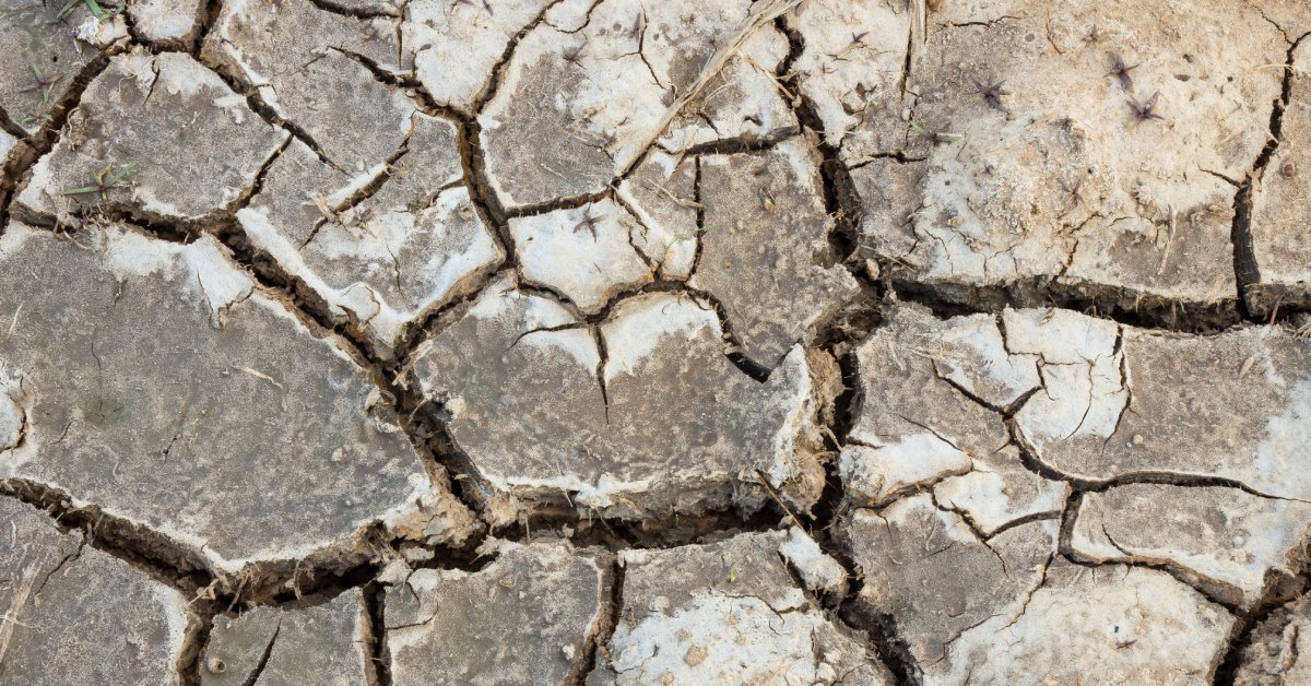 Light gray clay soil is dry and cracked. Tiny green sprouts emerge from the hardened, crusted surface.