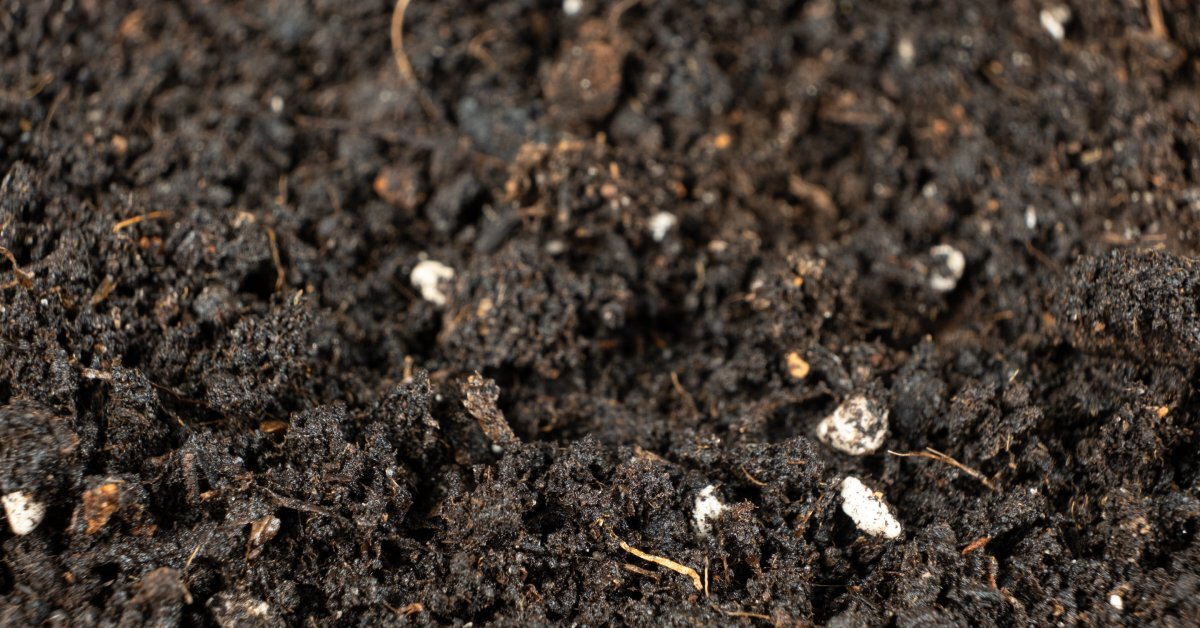 Dark, damp soil appears rich in texture. Moist clumps and scattered organic debris cover the uneven surface.
