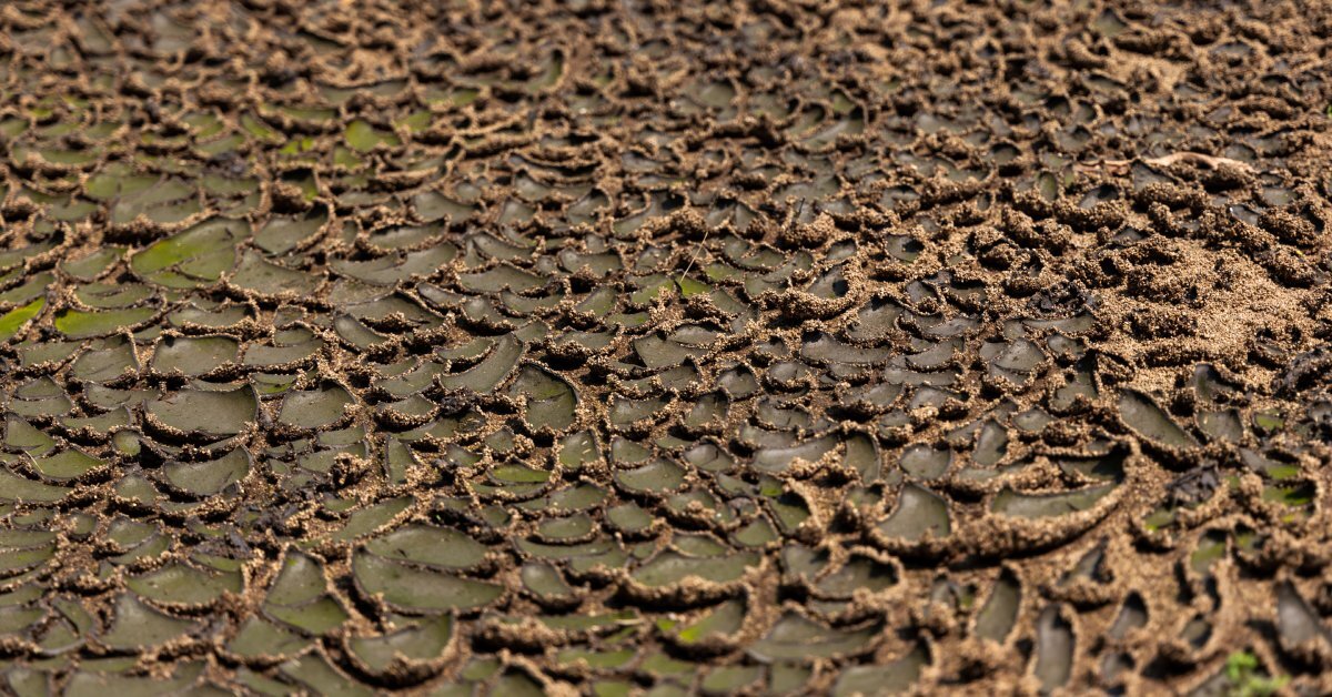 Brown sludge dries on the sand, while curled edges suggest previous bubbling has occurred across the surface.