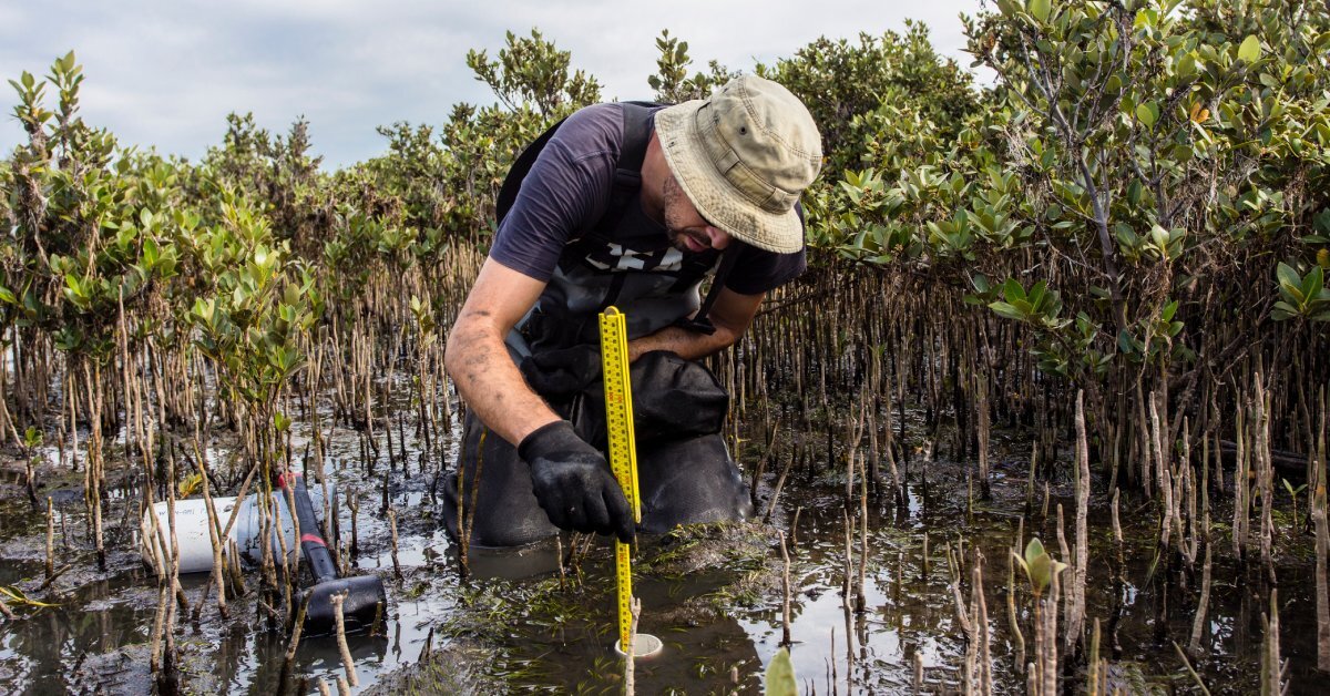 A man hunches over submerged white tubing in a mangrove while holding a measuring tool beneath cloudy skies.