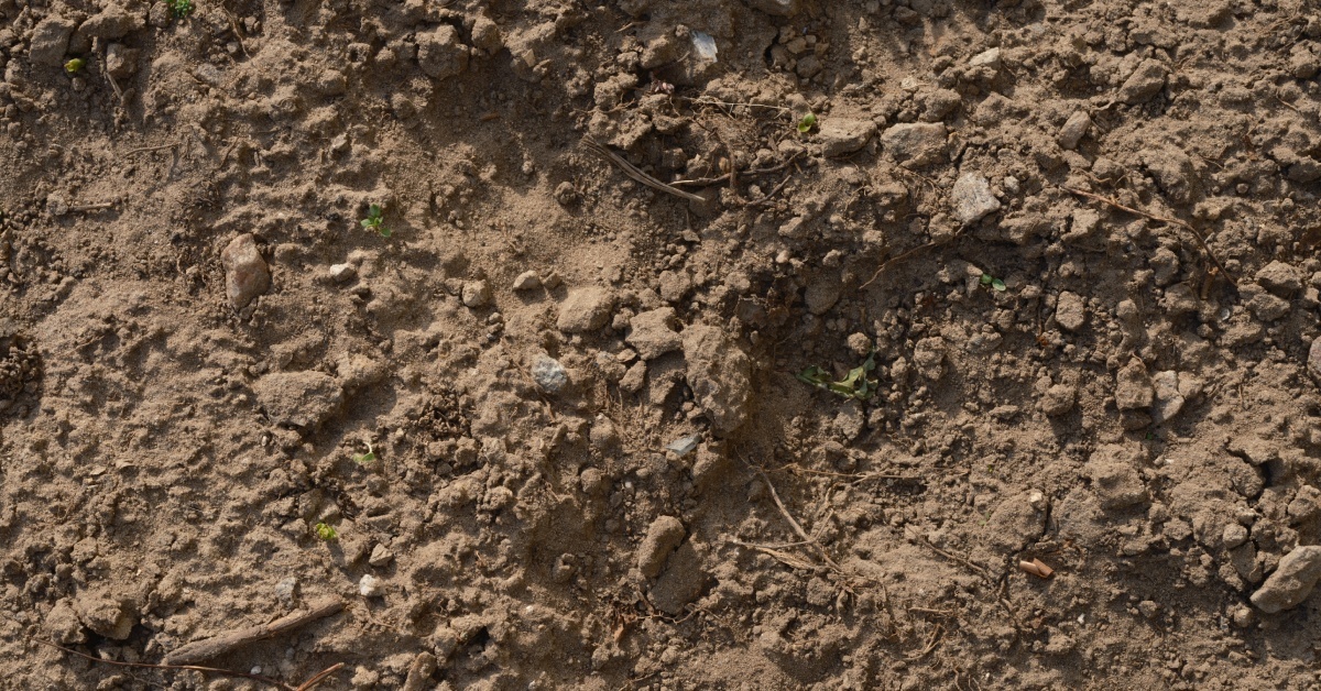 Dense clay soil that is cracked and compacted, with scattered stones, sprouting plants, and organic debris.
