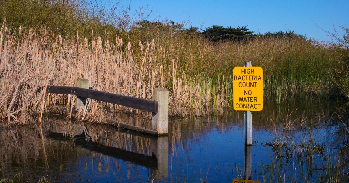 Cattails and reeds grow near a pond, where a yellow sign warns of high bacteria levels and advises against contact.