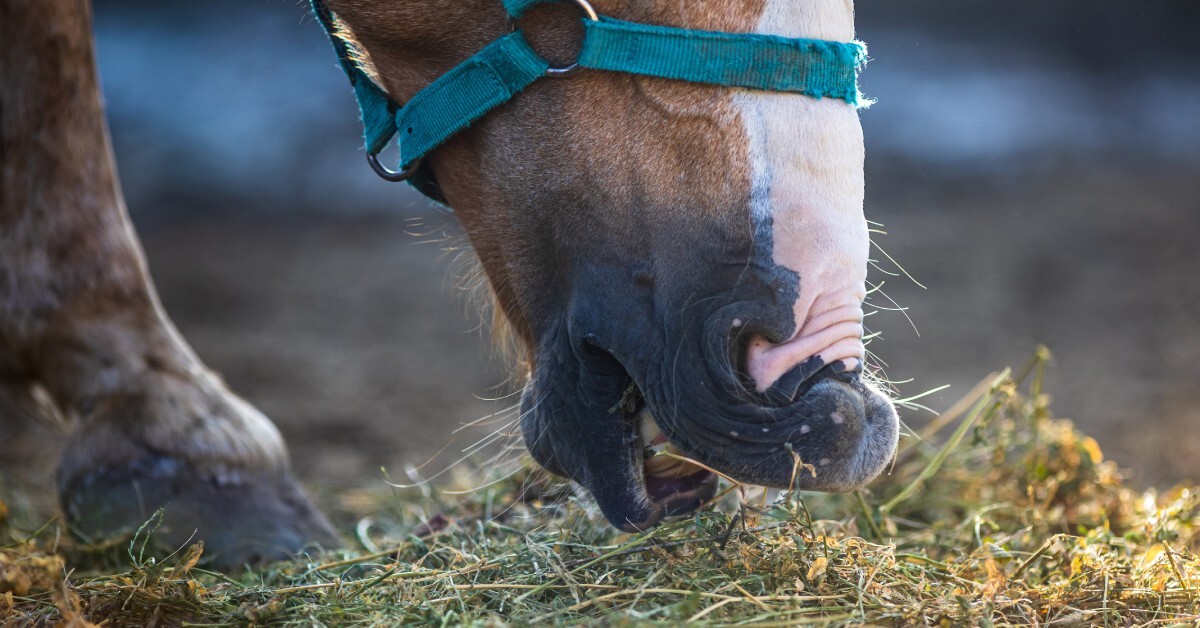 A close-up of a horse’s muzzle. The horse wears a turquoise harness and eats strands of the alfalfa hay on the ground.