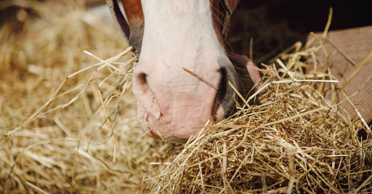A close-up of a horse eating golden hay from a paddock. Its muzzle is fitted with a brown leather harness.