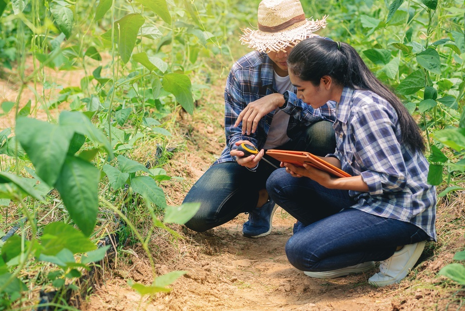 A man in a hat holds a yellow device, as a woman with an orange tablet watches him beside tall plants in a field.