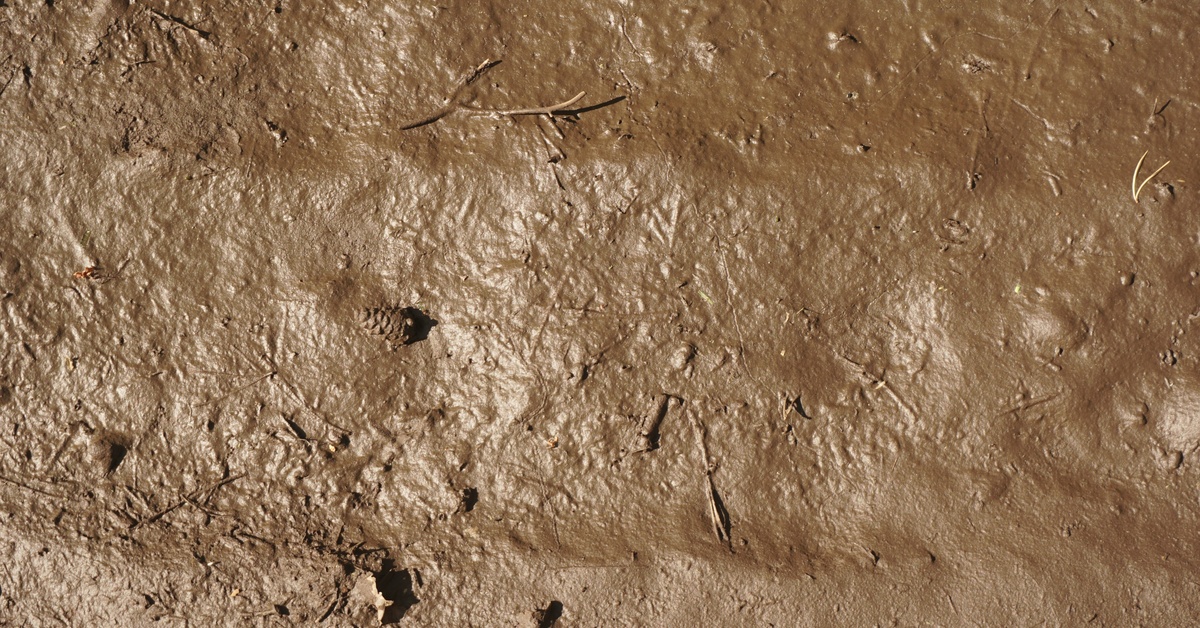 A close-up of wet, brown mud with uneven ridges and small debris like twigs and stones scattered throughout.