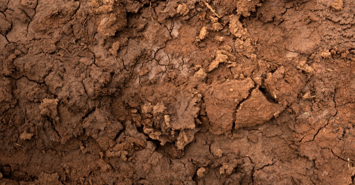 Dry brown clay soil cracks into irregular chunks, creating deep fissures across the parched surface.
